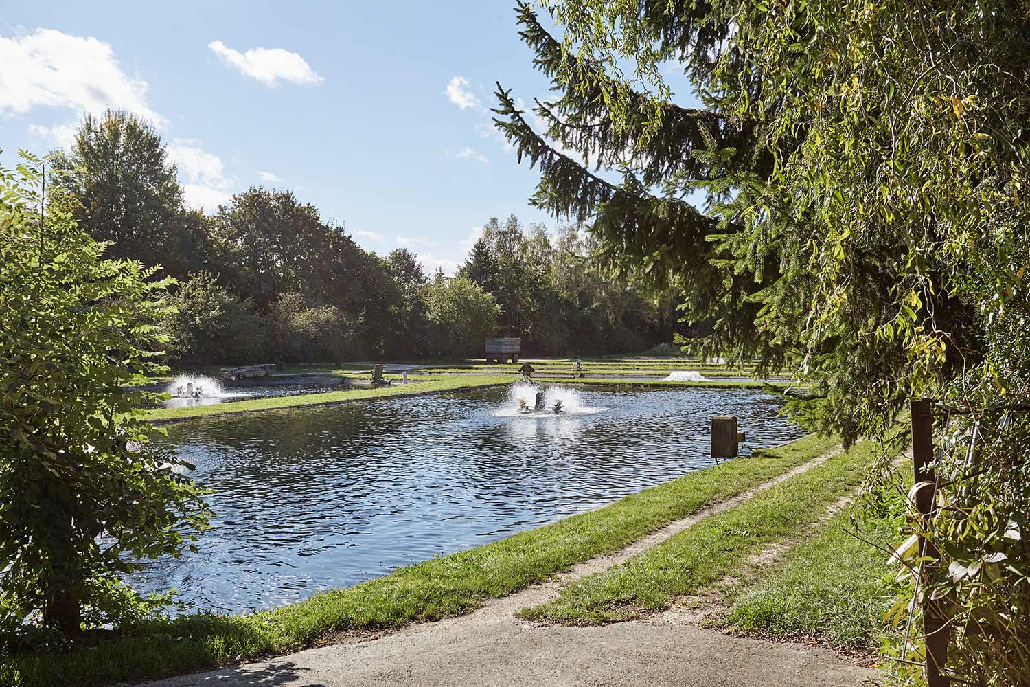 Fischzucht Linder - Fische im Zuchtbecken