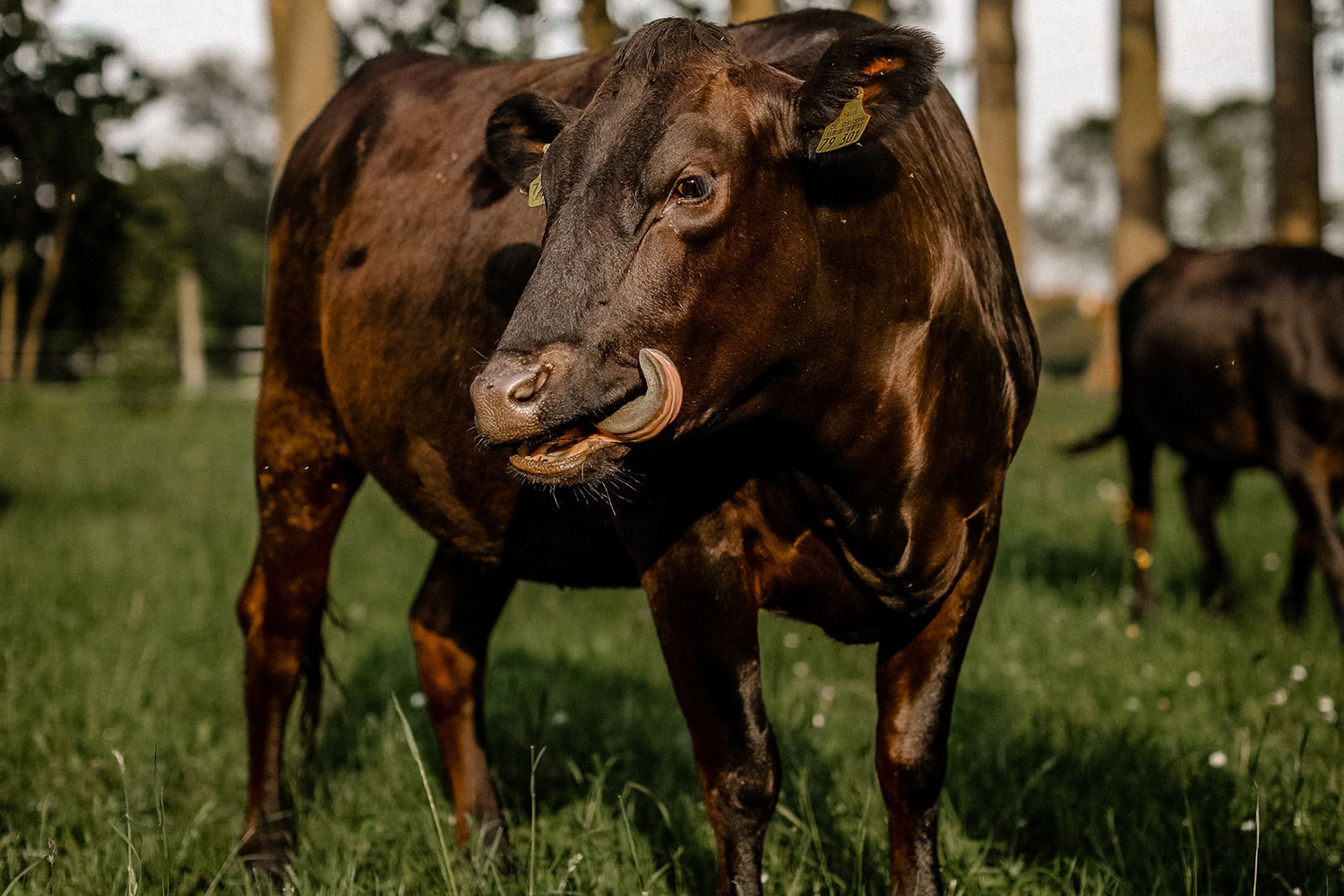 Schmuttertal Wagyu - Wagyu Rinder