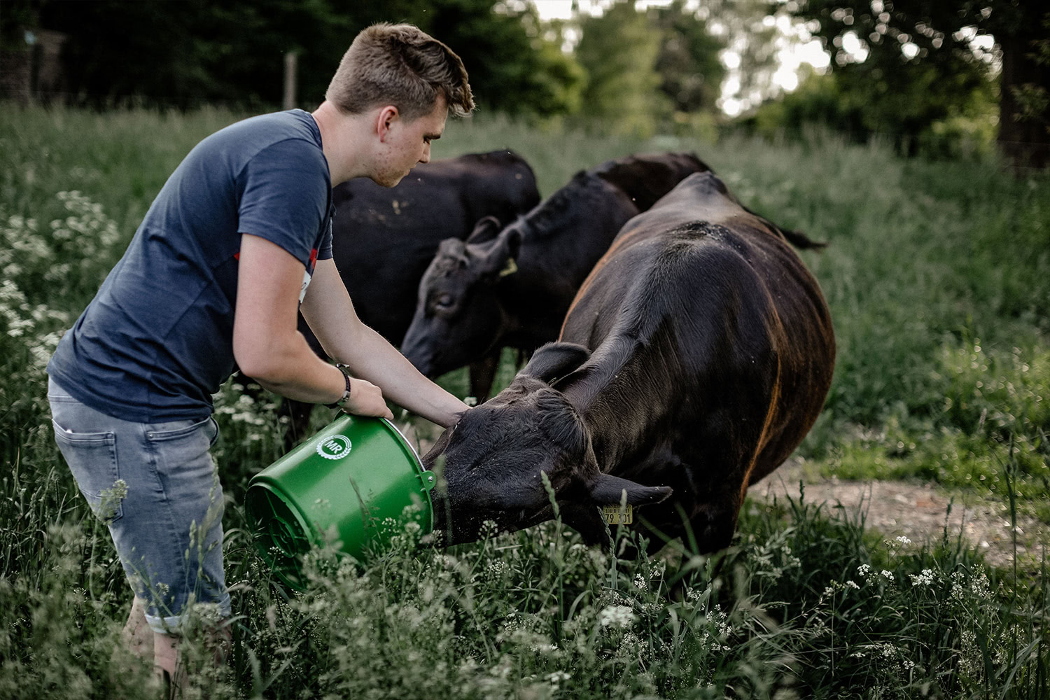 Schmuttertal Wagyu - Wagyu Rinder werden gefüttert